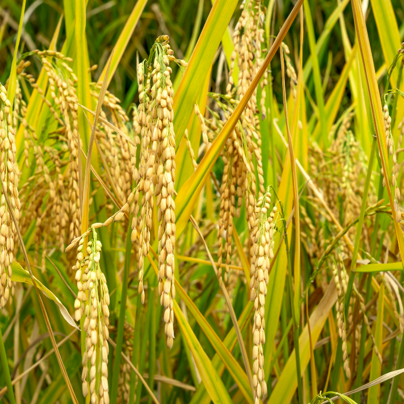 Arroz